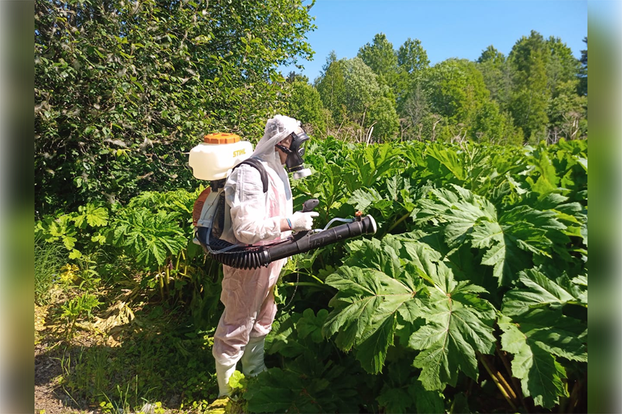 Ультразвуковая скарификация семян растений ремедиаторов для борьбы с синантропной флорой транспортных путей на примере «Борщевика Сосновского